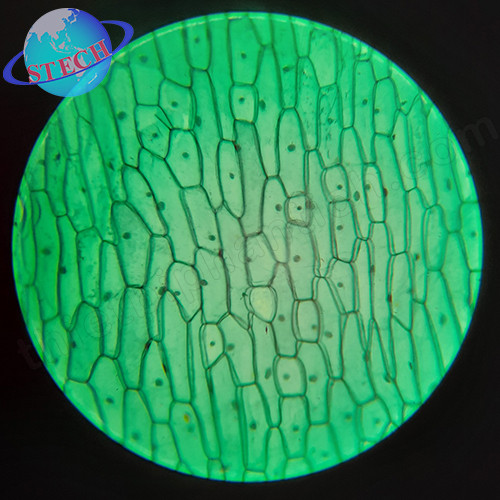 Tiêu bản mẫu cho kính hiển vi 