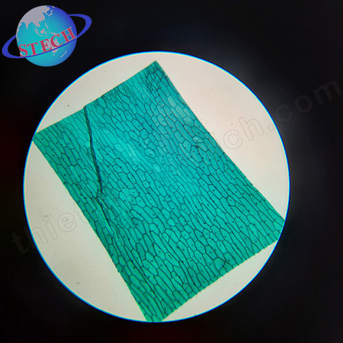 Tiêu bản mẫu cho kính hiển vi 