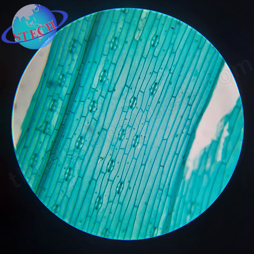 Tiêu bản mẫu cho kính hiển vi 