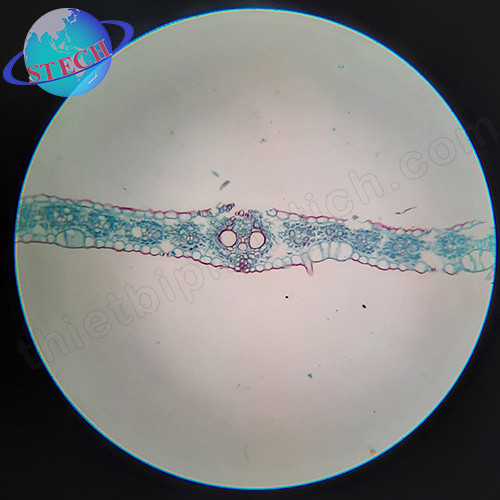 Tiêu bản mẫu cho kính hiển vi 