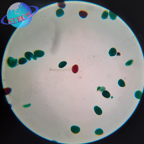 Tiêu bản mẫu cho kính hiển vi 