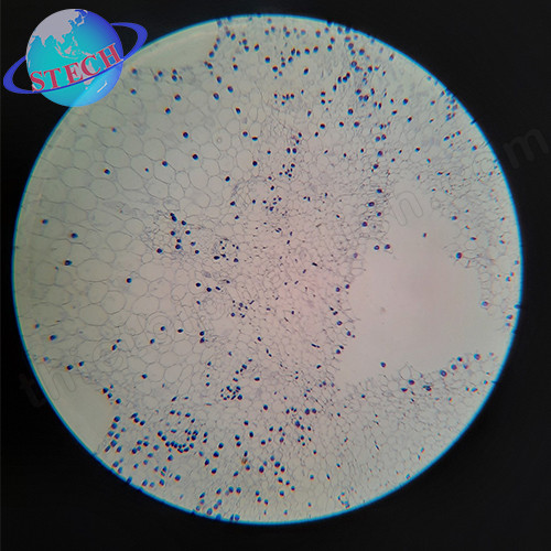 Tiêu bản mẫu cho kính hiển vi 