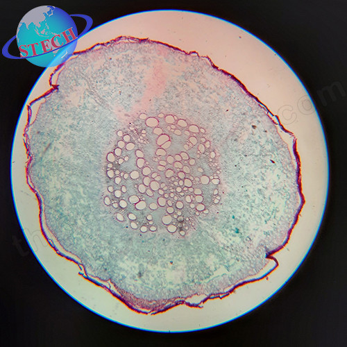 Tiêu bản mẫu cho kính hiển vi 