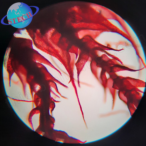 Tiêu bản mẫu cho kính hiển vi 