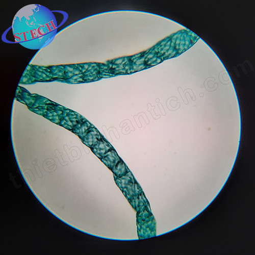 Tiêu bản mẫu cho kính hiển vi 