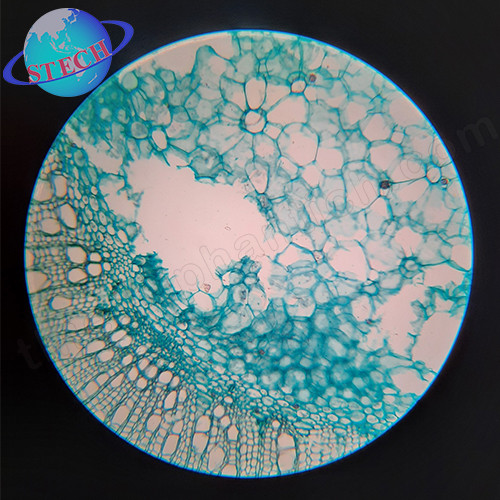 Tiêu bản mẫu cho kính hiển vi 