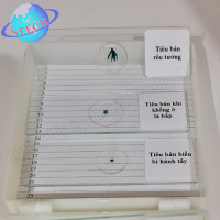 Tiêu bản mẫu cho kính hiển vi
