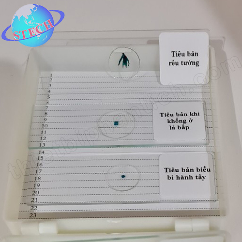 Tiêu bản mẫu cho kính hiển vi