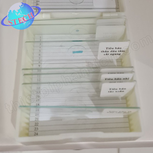 Tiêu bản mẫu cho kính hiển vi 